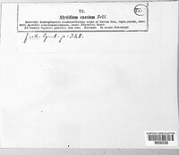 Image of Torula caesia